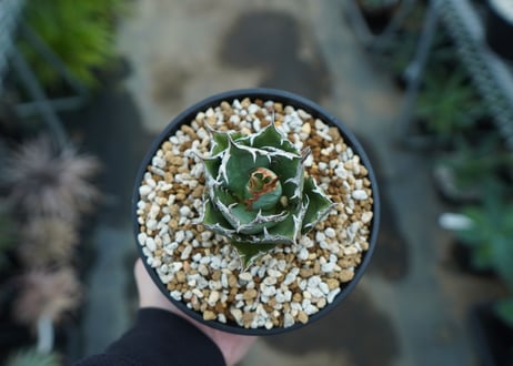 アガベ　チタノタ　FO-76　agave titanota  FO-76　No.26