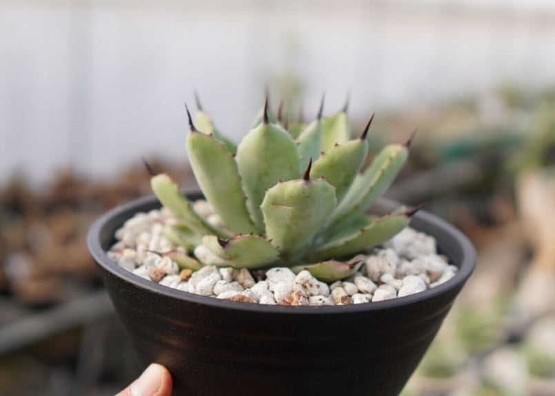 植物名　アガベ　八荒雷神　観葉植物 アガベ』【八荒雷神】 : 【BOTANICAL MAJESTY】