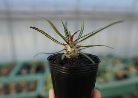 パキポディウム　グラキリス　 Pachypodium Gracilius  No.4