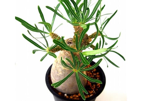 Pachypodium    パキポディウム　グラキリス