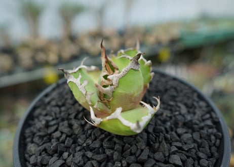 アガベ チタノタ シーザー agave titanota caesar　No.1