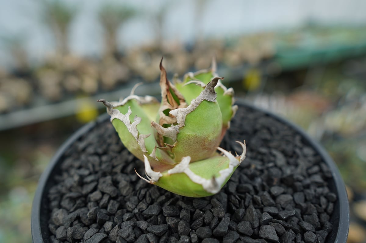 agave titanota Caesar アガベ チタノタ シーザー 親株（シーザー厳選 