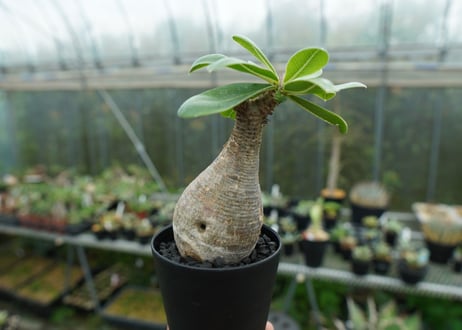 パキポディウム　マカイエンセ　Pachypodium makayense No.5