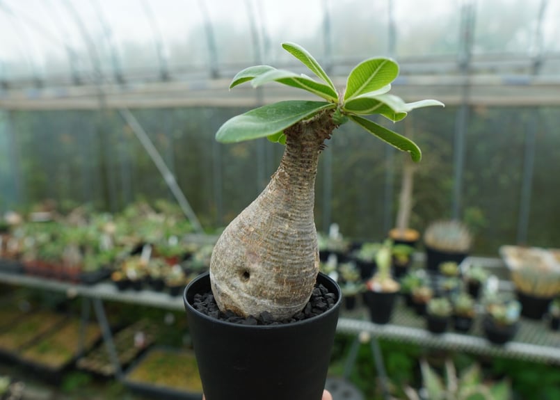 パキポディウム マカイエンセ Pachypodium makayense No.5 | man パキポディウム マカイエンセ Pachypodium makayense No.5 | man