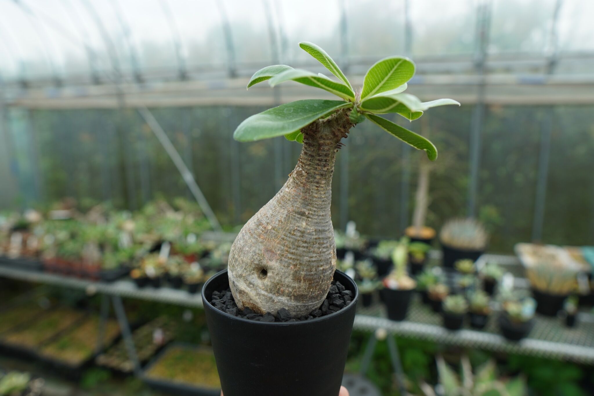 パキポディウム マカイエンセ パキポディウム マカイエンセ Pachypodium makayense No.5 | man