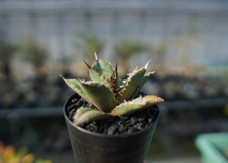 アガベ　チタノタ　FO-76 Agave titanota FO-76  No.3