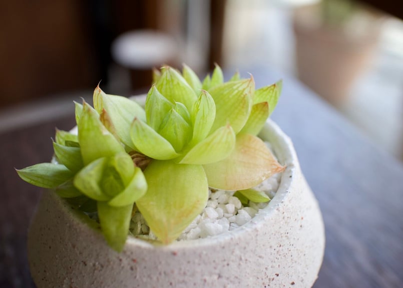 まずはここから始めてみよう＊初心者多肉3点SET | mana's