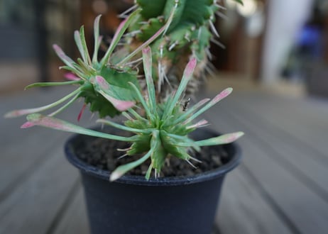 ユーフォルビア　ササガニマル　Euphorbia pulvinata