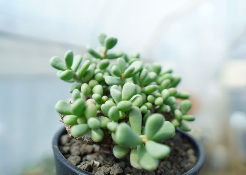 ケラリア ピグマエア Ceraria pygmaea No.8 | mana's farm: