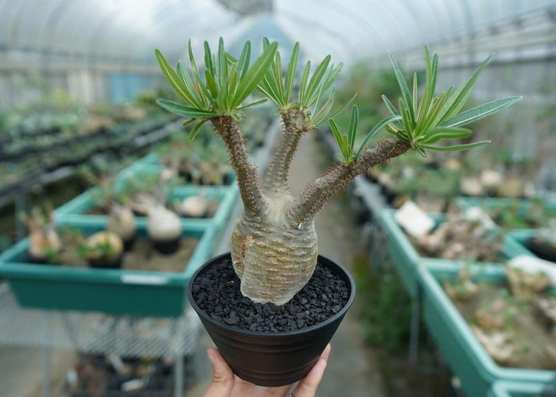 パキポディウム グラキリス Pachypodium Gracilius No.5 | ma