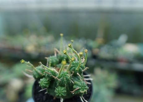 ユーフォルビア　バリダ　Euphorbia valida　No.8