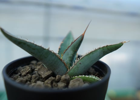 アガベ　オテロイ　agave oteroi　No.2