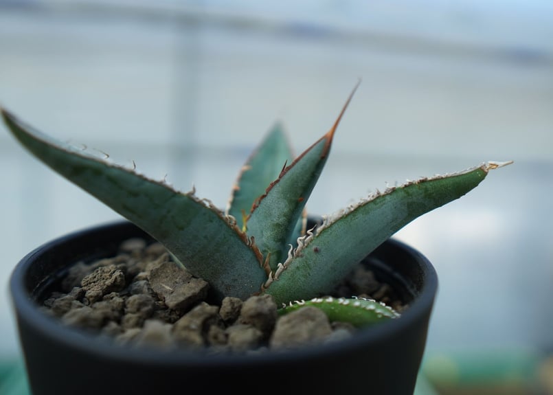 アガベ オテロイ agave oteroi No.2 | mana's farm:塊根植物・ア