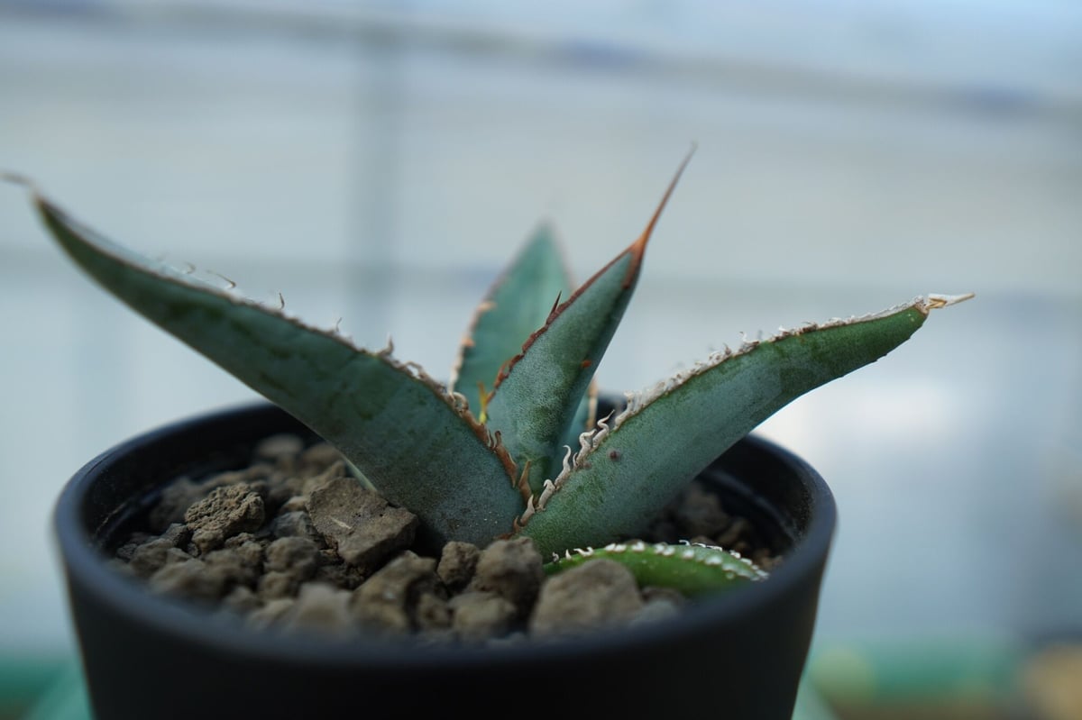 アガベ オテロイ agave oteroi No.2 | mana's farm:塊根植物・ア