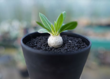 パキポディウム　恵比寿笑い　Pachypodium brevicaule　No.4
