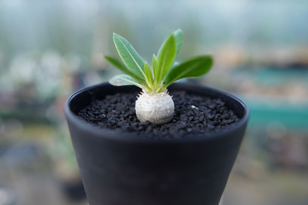 パキポディウム 恵比寿笑い Pachypodium brevicaule ⑭ パキポディウム 恵比寿笑い Pachypodium brevicaule No.4 | man