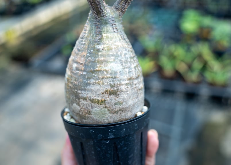 パキポディウム グラキリス No.23 | mana's farm:塊根植物・アガベ