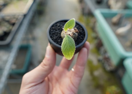シンニンギア 上海の女王　Sinningia tubiflora