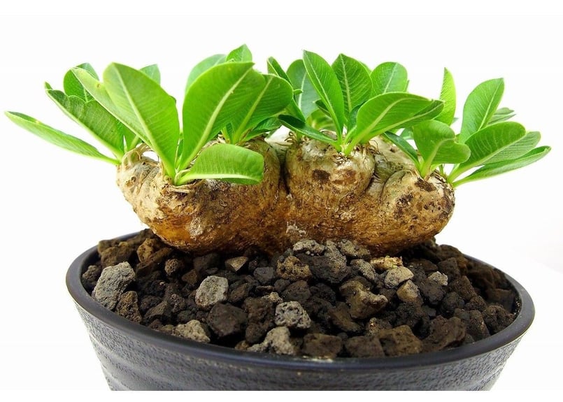 Pachypodium brevicaule パキポディウム ブレビカウレ 恵比寿