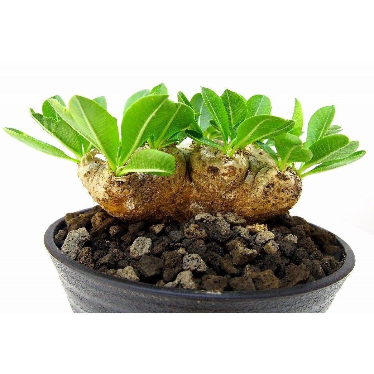 パキポディウム 恵比寿笑い Pachypodium brevicaule ⑦ パキポディウム 恵比寿笑い | GREEN LUCK