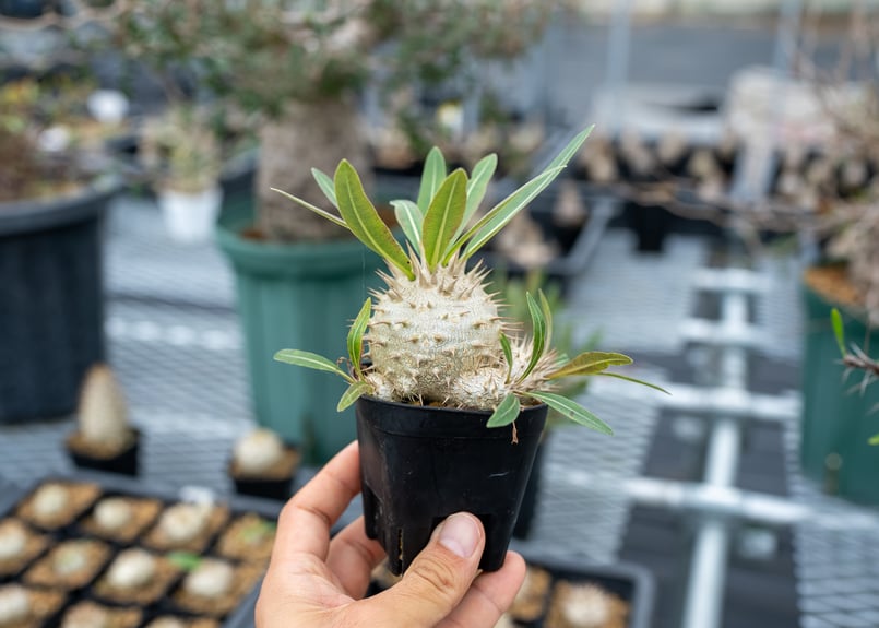 パキポディウム グラキxエブレ 沖縄実生 | mana's farm:塊根植物