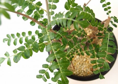 Boswellia neglecta ボスウェリア・ネグレクタ