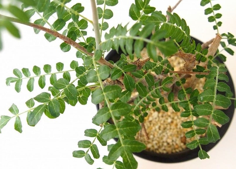 ボスウェリア ネグレクタ Boswellia neglecta isla del pescado - Boswellia neglecta-ボスウェリア・ネグレクタ