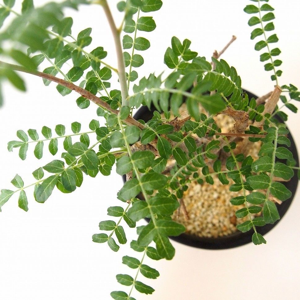 Boswellia neglecta ボスウェリア・ネグレクタ | mana's farm:塊