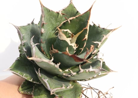 Agave titanota FO-76 compacta dwarf  no.7