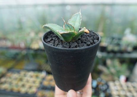 アガベ　チタノタ　FO-76　Agave titanota  FO-76　No.6