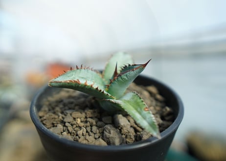 アガベ　チタノタ　ブルー　Agave titanota Blue 　NO.1