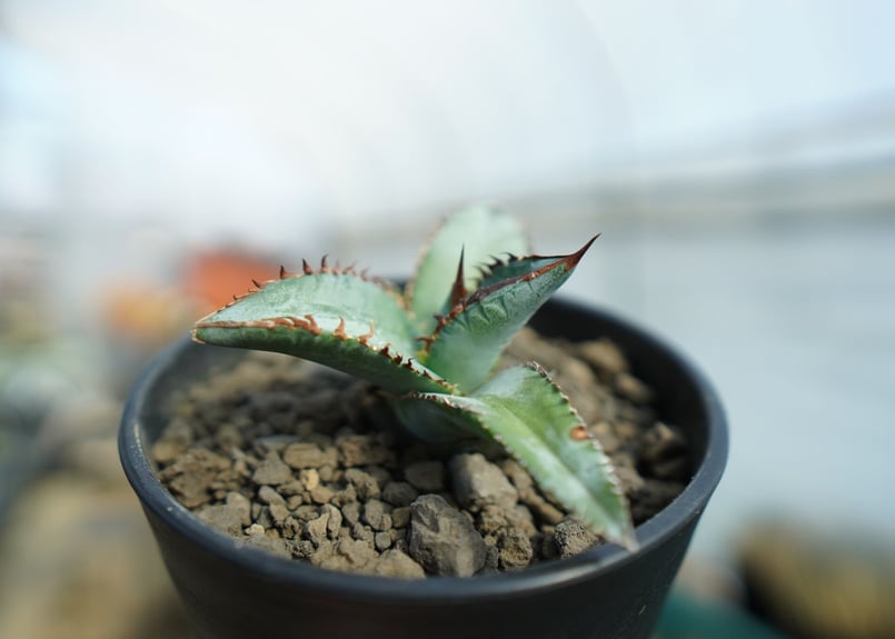 アガベ チタノタ ブルー Agave titanota Blue NO.1 | mana's