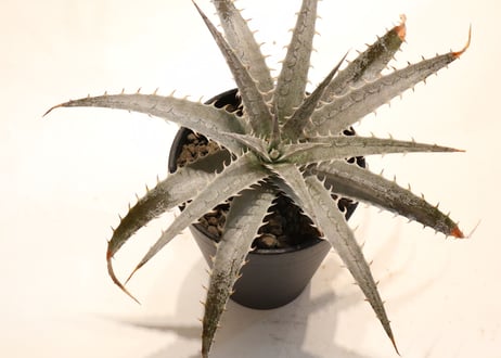 Dyckia Dancing Dervish X hebdingii BB F1