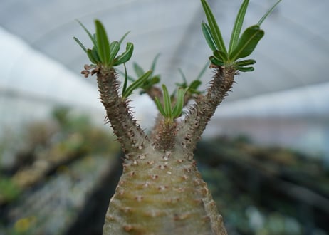 パキポディウム　グラキリス　Pachypodium  Gracilius No.5