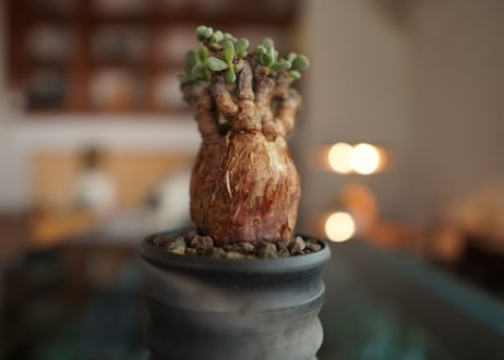 ケラリア  ピグマエア   Ceraria pygmaea