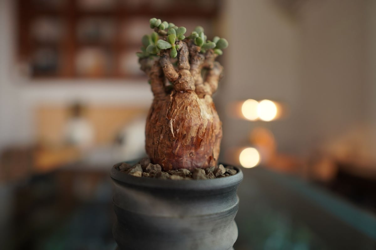 特選実生5号サイズ】ケラリアピグマエア 【公式通販】