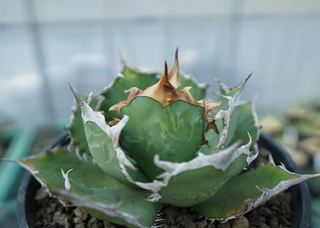 アガベ チタノタ R agave titanota R