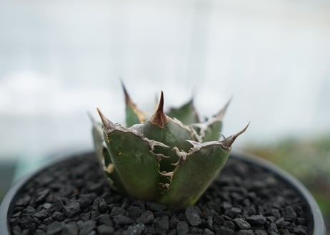 アガベ　チタノタ　FO-76　agave titanota  FO-76　No.12