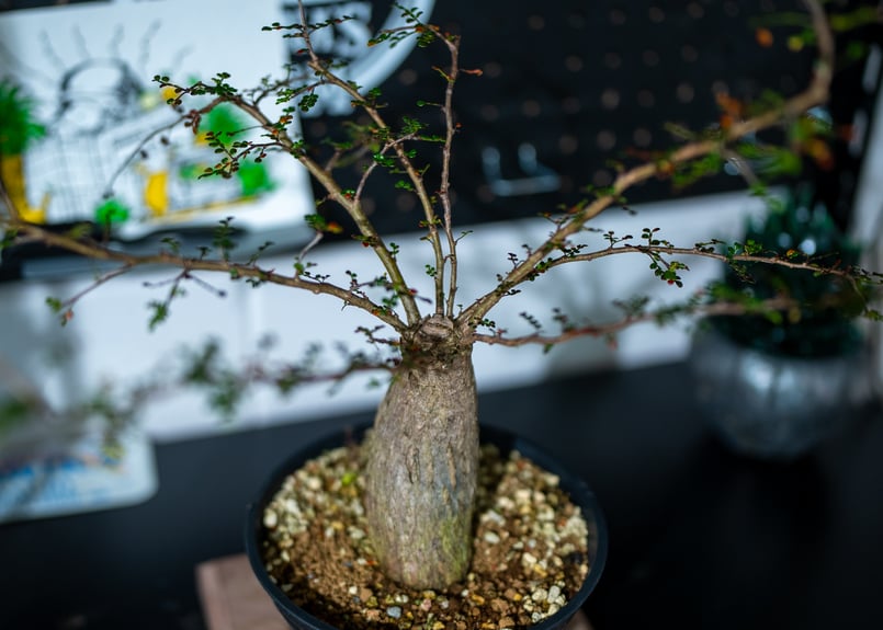 オペルクリカリア デカリー | mana's farm:塊根植物・アガベ・ドライ