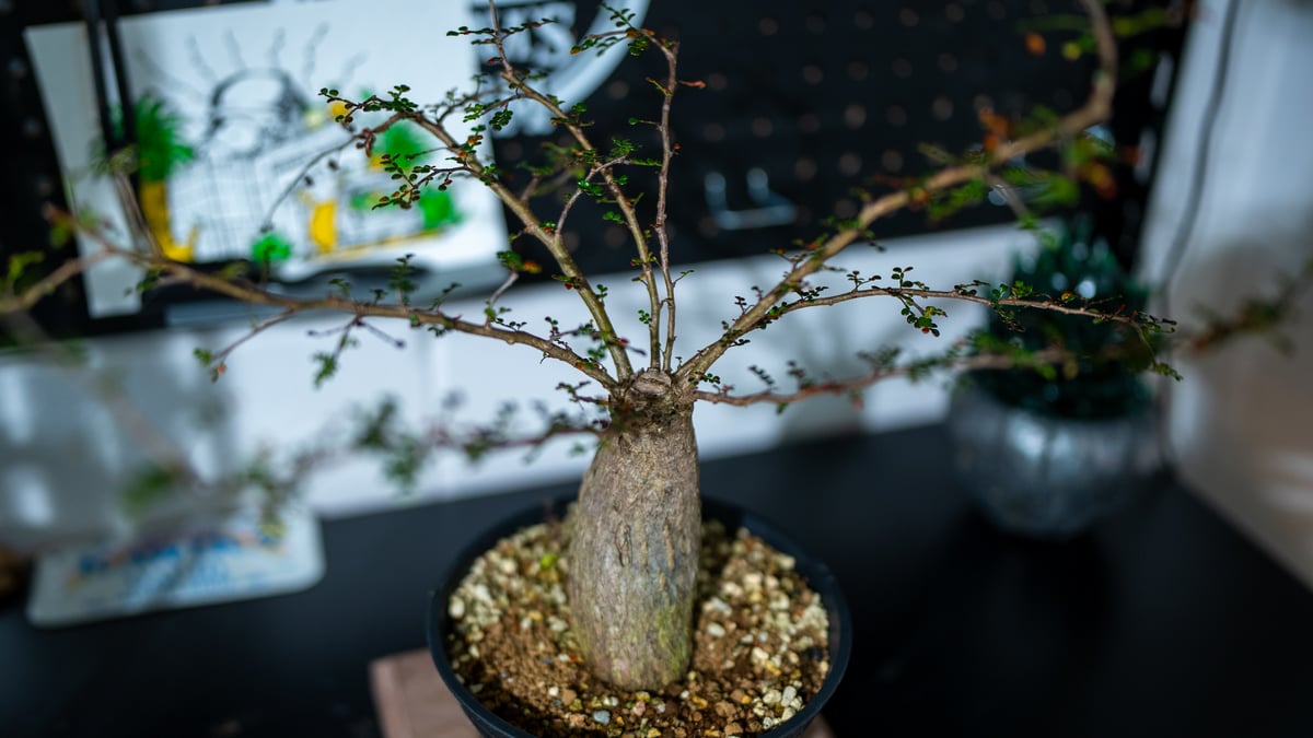 オペルクリカリア デカリー | mana's farm:塊根植物・アガベ・ドライ