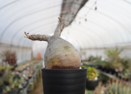 パキポディウム　グラキリス　 Pachypodium Gracilius