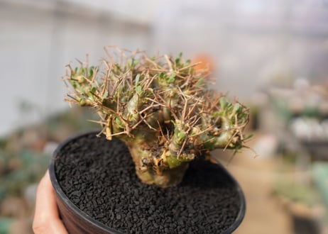 【発根済み】オトンナ・ユーフォルビオイデス　Othonna euphorbioides　No.1