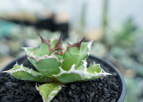 アガベ　チタノタ　姫厳竜　Agave titanota dwarf　No.2