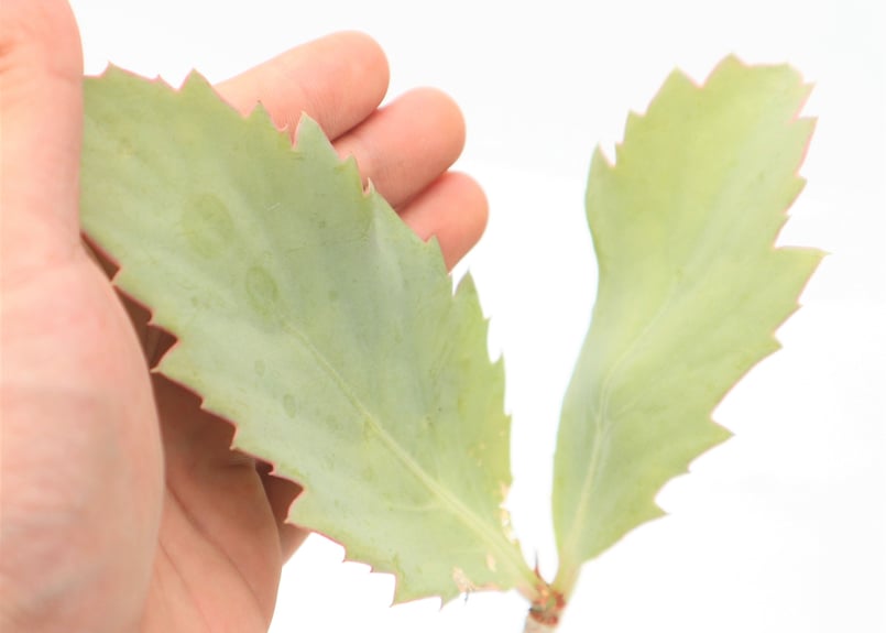 キフォステンマ ユッタエ | mana's green:塊根植物販売|マナズ キフォステンマ ユッタエ | mana's green:塊根植物販売|マナズ