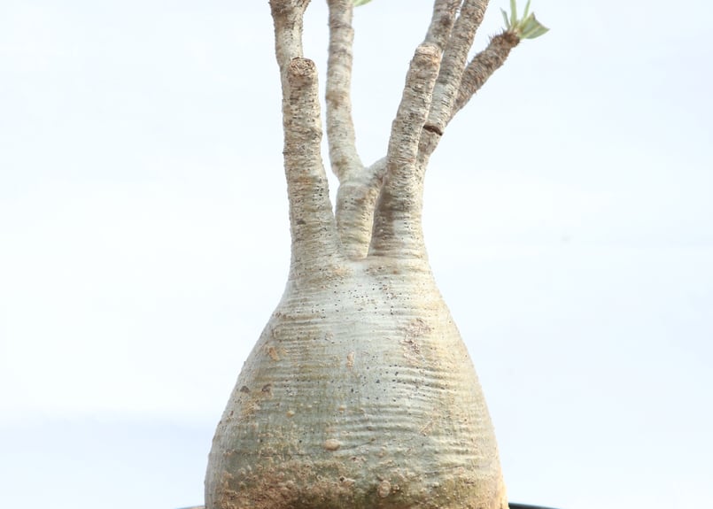 パキポディウム グラキリス no.31 | mana's farm:塊根植物・アガベ