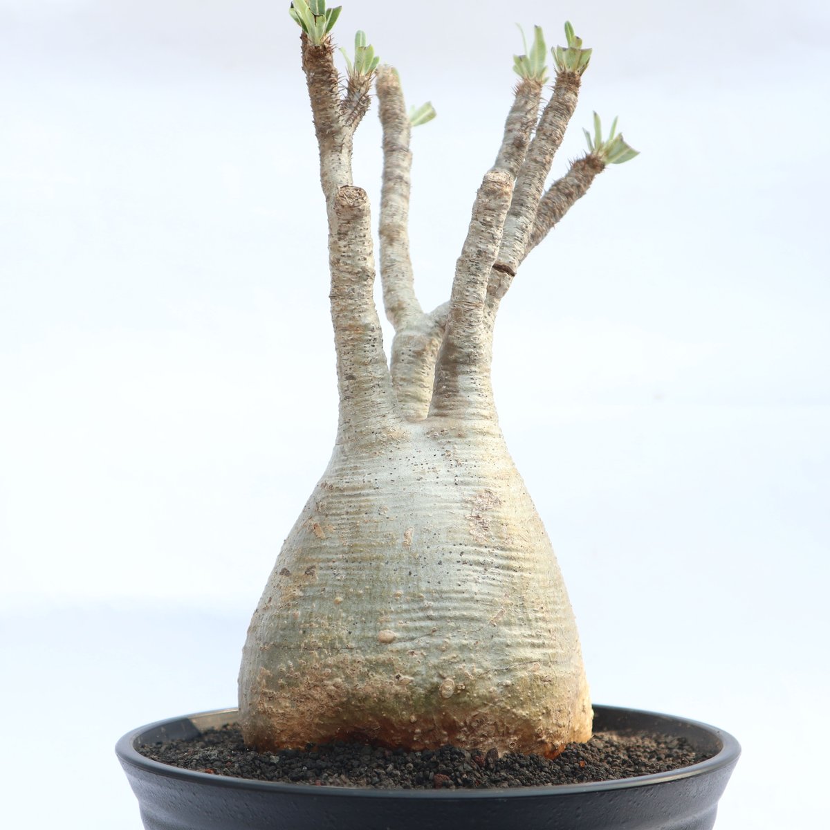 パキポディウム グラキリス no.31 | mana's farm:塊根植物・アガベ