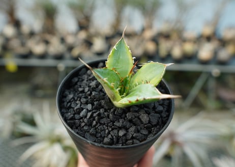 アガベ　チタノタ　黄覆輪　Agave titanota variegata