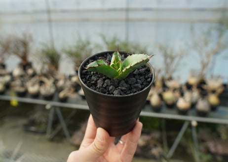 アガベ　チタノタ　 ブラックアンドブルー 　Agave titanota black and blue　No.1