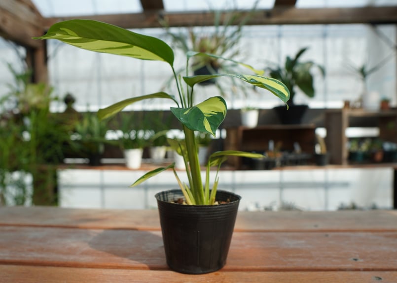 カラテア クテナンテ ルベルシアーナ Ctenanthe lubbersiana mana