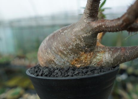 パキポディウム　グラキリス　Pachypodium gracilius　No.1